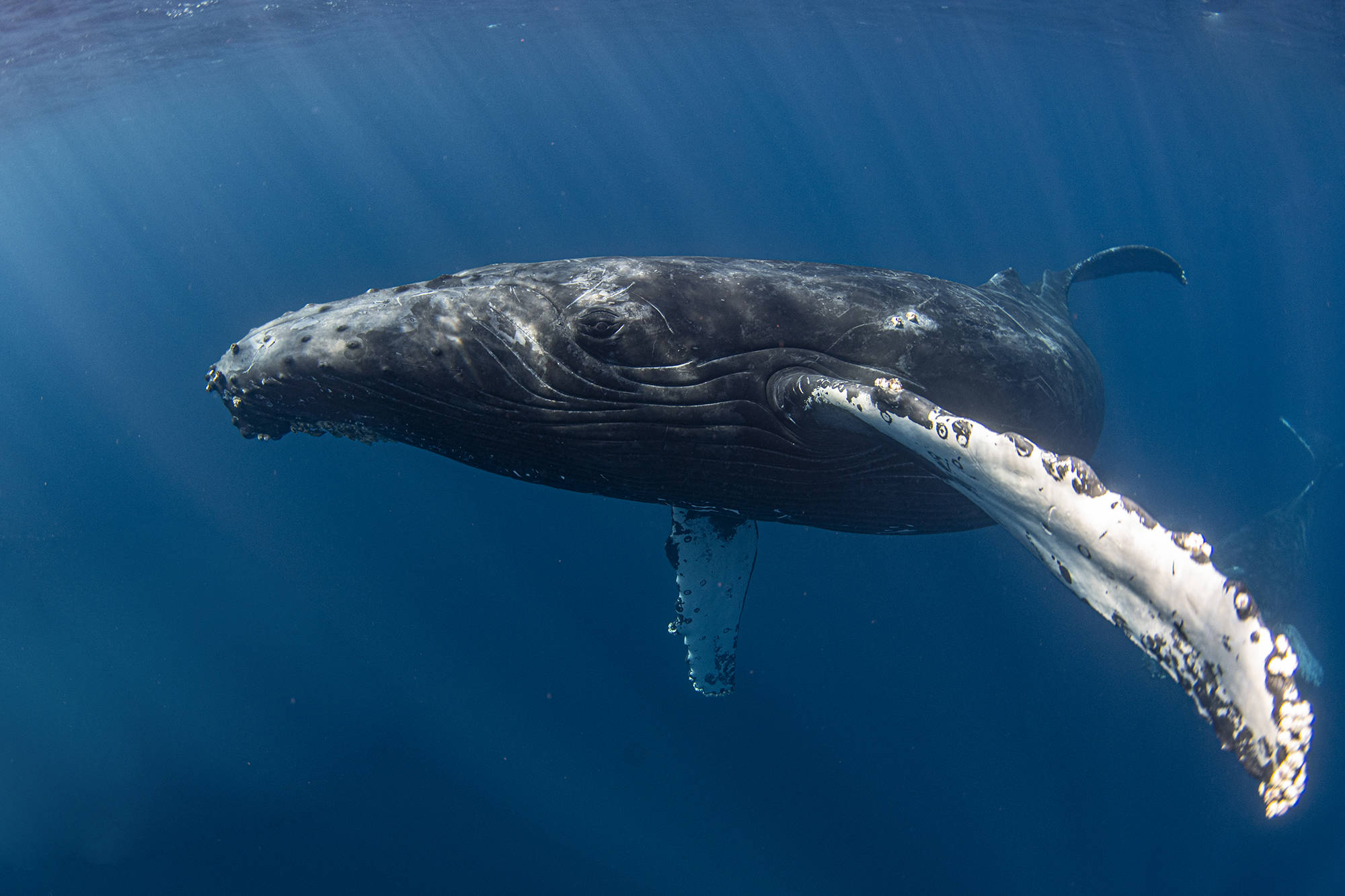 Baja Ocean Safari and Whale Watching