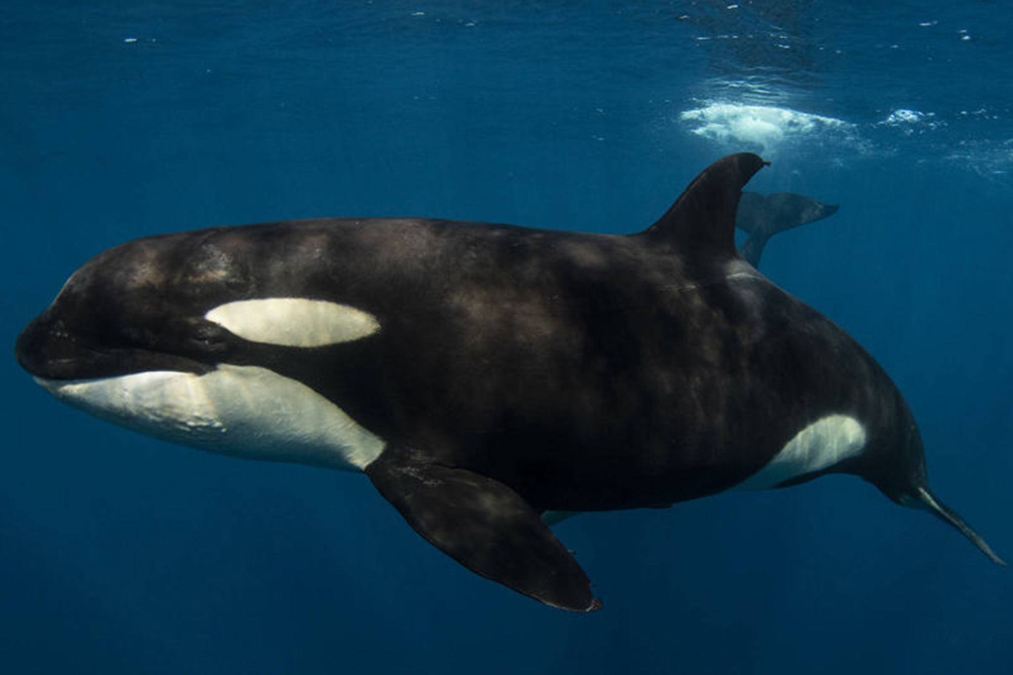 La Ventana Big Animals Ocean Safari