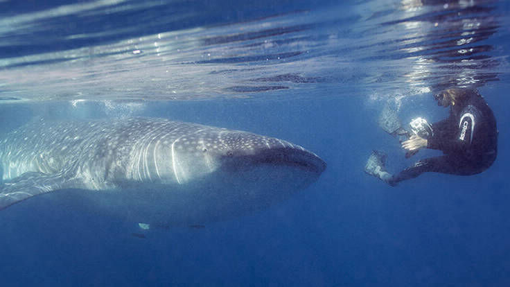 best la paz whale shark tour