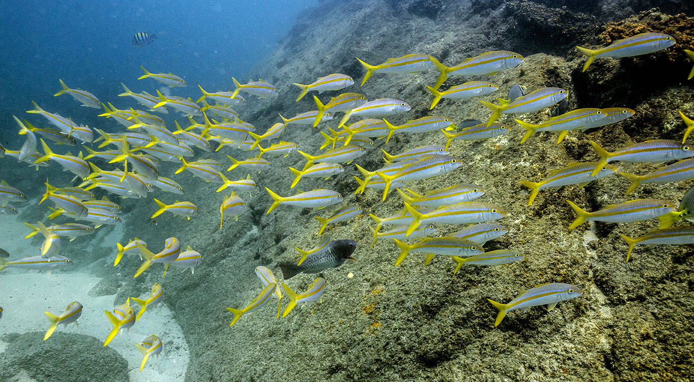 Dive Cabo San Lucas Tour