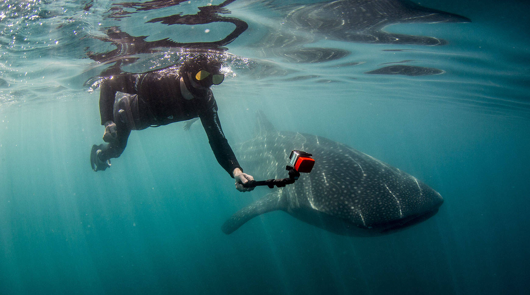 La Paz Whale Shark Tour